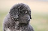 DOGUE DU TIBET 769